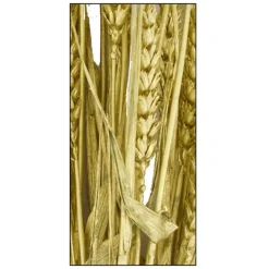 Fabrique de Styles Branche triticum h70cm* Fleurs Séchées