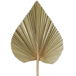 Fabrique de Styles Feuille de palmier h62cm - Golden* Fleurs Séchées